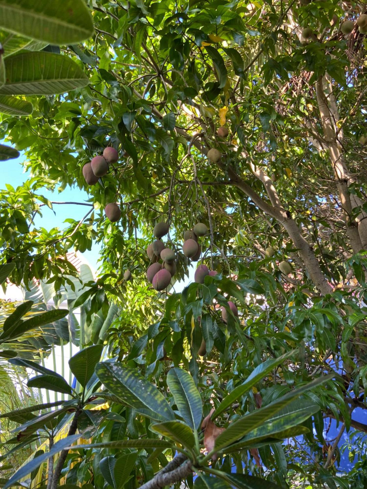 Anda Di Hows Hostel Placencia Exterior foto